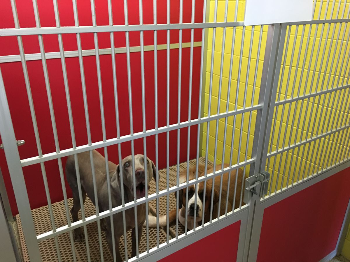What To Expect From An Outdoor Dog Kennel In Omaha, NE