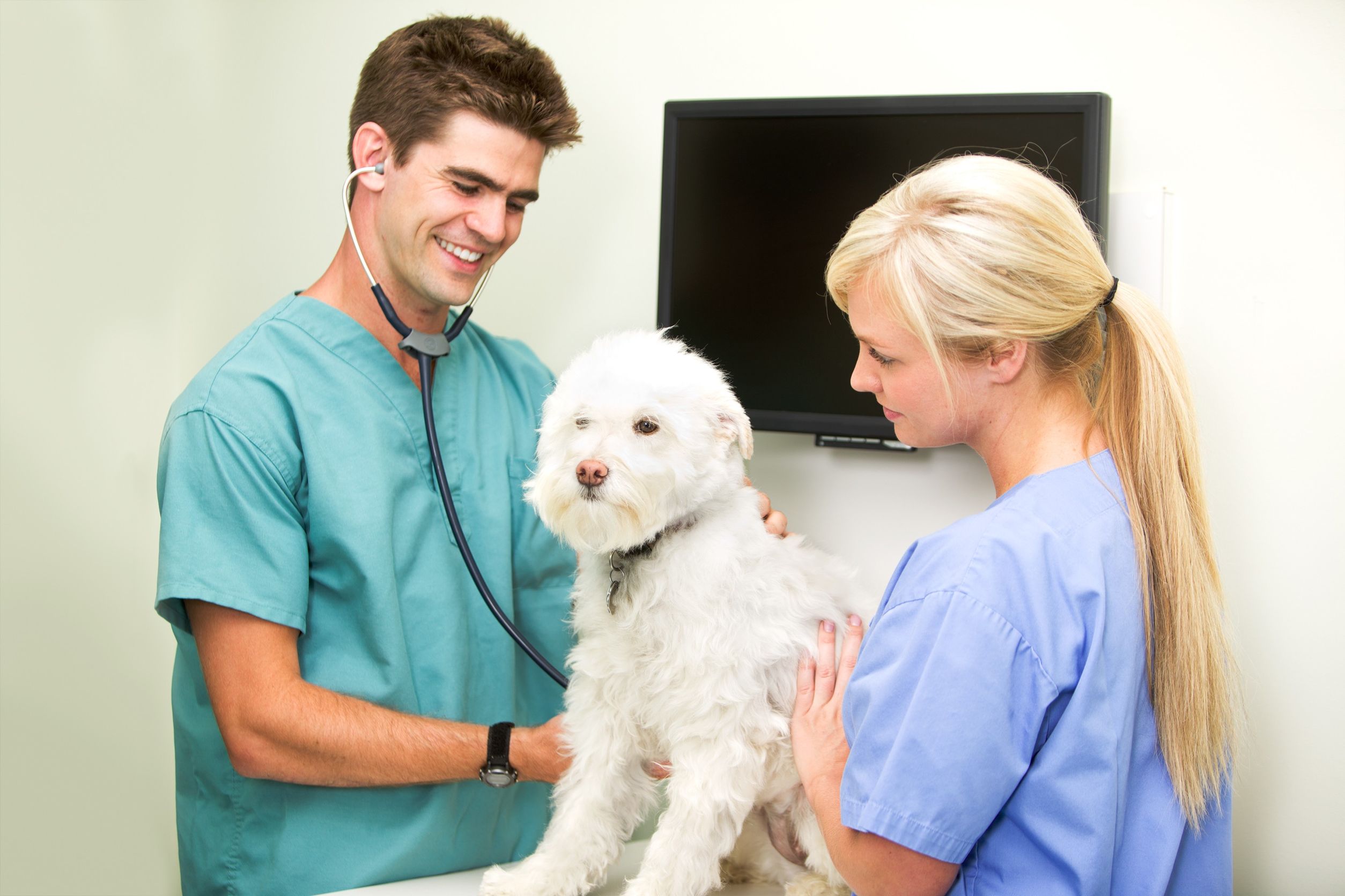 A Professional Vet Hospital in Barnegat, NJ Always Provides What Your Pet Needs and Deserves